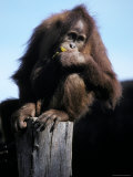 Young Orangutan Perched on a Stump Contentedly Eating a Banana  Melbourne Zoo  Australia