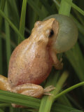 Spring Peeper Calls for a Mate from a Grass Lair