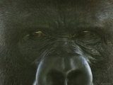 Western Lowland Gorilla from the Sedgwick County Zoo  Kansas