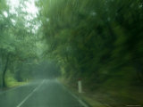 View Through Window of a Car Driving on a Tree Lined Road in the Rain  Tuscany  Italy