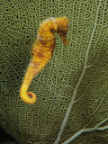 Sea Horse against Sea Fan