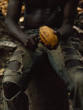 Shirtless  Sitting Man Splits a Cacao Pod with a Knife