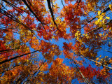 Upward View of a Grove of Sugar Maple Trees
