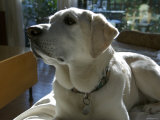 Yellow Labrador Retriever  Mill Valley  California