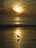 Seagull Silhouette on Beach Golden Light  California
