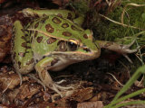 Southern Leopard Frog Pauses in Leaf Litter