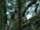 Spotted Owl Perched on the Moss-Draped Limb of a Tree