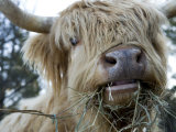 Scottish Highland Bull