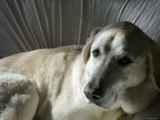 Yellow Lab Looking at Camera  Marin  California