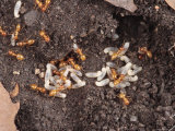 Some Red Ants Are with their Eggs  Arizona