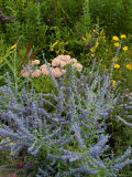 Wildflowers Growing in a Field in Tuscany  Italy