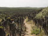 Trail on San Miguel Island Leading to Ranger Station  California
