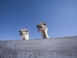 Two Ostrich Looking over a Fence  Arizona
