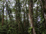 Trees in the Rainforest of Honolulu  Hawaii