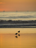 Two Sea Birds Standing in the Surf at Sunset  California