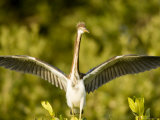 Tricolored Heron About to Take Flight  Tampa Bay  Florida
