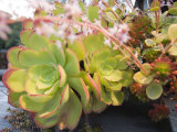 Side View of Aeonium Glandulosum Succulent  California