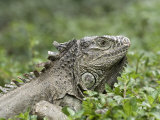 Wild Green Iguana at Los Tules Resort  Mexico