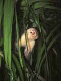White Face Monkey  Cebus Capucinus in Tree  Costa Rica