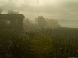 Vineyards Beside a Villa in the Fog Along the Chianti Countryside  Tuscany  Italy
