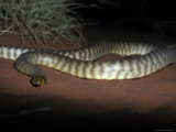 Woma Snake Coiled on a Sand Dune with Impressive Scale Banding  Australia