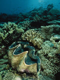 Underwater Vista of a Reef Off Bikini Atoll Reveals a Giant Clam and Various Corals