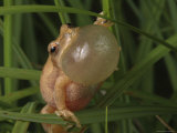 Spring Peeper Faces the Camera Calling for a Mate