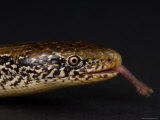 Western Slender Glass Lizard at the Zoo  Sunset Zoo  Kansas