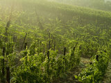 Vineyards Shrouded in Fog Along the Chianti Countryside  Tuscany  Italy