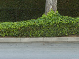 Street Curb with Hedge and Tree in Foreground  Santa Barbara  California