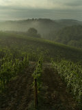 Vineyards Along the Chianti Hillside Through the Fog  Tuscany  Italy