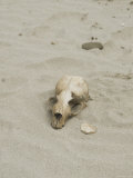 Sea Lion Skull on San Miguel Island Beach  California