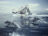 Spotted Dolphins Swim Alongside a Fishing Boat