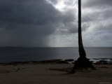Single Palm Tree on the Shoreline of Honolulu  Hawaii