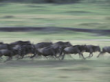 Wildebeeste Herd Runnng During Migration against a Green Background