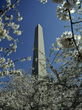 Washington Monument Seen Through Cherry Blossom Trees  Washington  DC