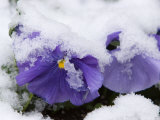 Snow on Pansies  Lexington  Massachusetts