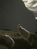 Two Goats Stand on a Cliff above the Oregon Coast