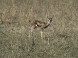 Young  Fragile and Vulnerable Thomsons Gazelle Fawn