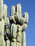 Upward View of a Barrel Cactus  California