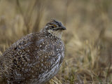 Sharp-Tailed Grouse Gather on Breeding Grounds near Burwell  Nebraska