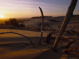 Twilight View of Driftwood in the Dunes  Oregon