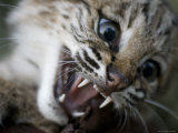 Wildlife Rescue Member Holds Her Bobcat in Eastern Nebraska