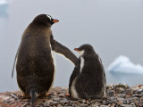Tender Moment  Gentoo Penguins  Antarctica