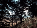 View Through the Branches of Lebanon's Famous Cedar Trees