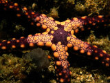Sea Star
