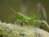 Western Ragweed Grasshopper