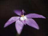Wax-Lip Orchid  Glossodia Major  Emerging from the Shadows  Yellingbo Nature Reserve  Australia