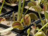 Venus Flytraps as They Consume Insects