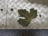 Wet Dried Leaf  Paris  France